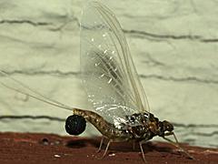 Spiny Crawler Mayfly